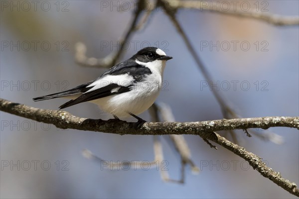 Atlas Pied Flycatcher (Ficedula speculigera)