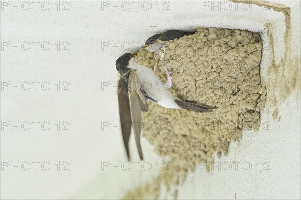 Common house martins (Delichon urbica)