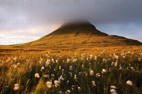 Cotton grass in the evening light