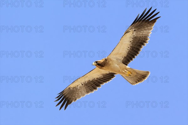 Booted Eagle (Hieraaetus pennatus)