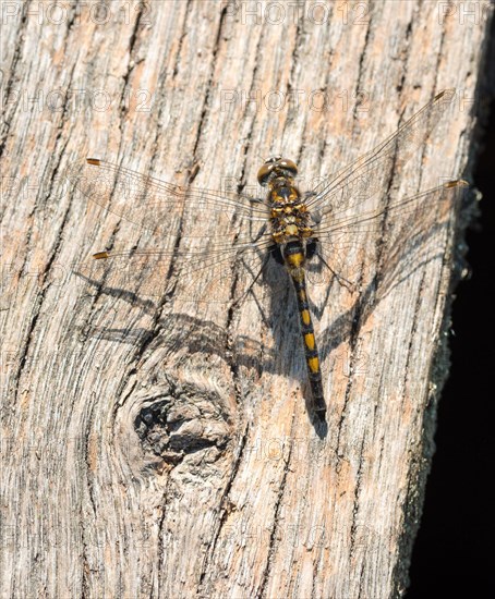 Ruby Whiteface (Leucorrhinia rubicunda)