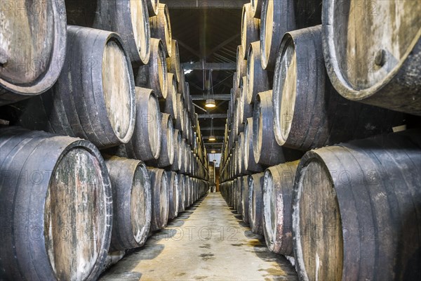 Plenty of port wine barrels in a wine cellar in Vila Nova de Gaia