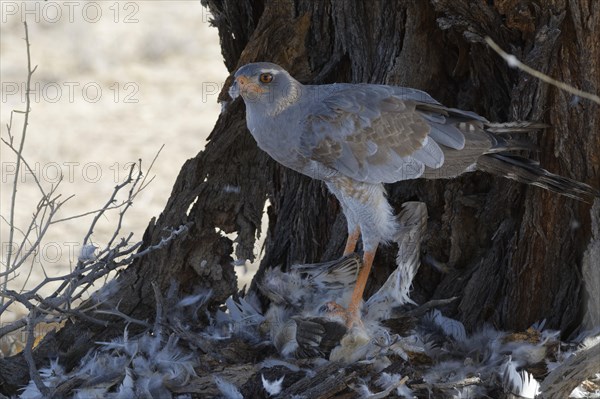 Pale chanting goshawk (Melierax canorus)