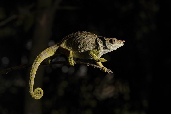 Blue-legged chameleon (Calumma crypticum) on branch