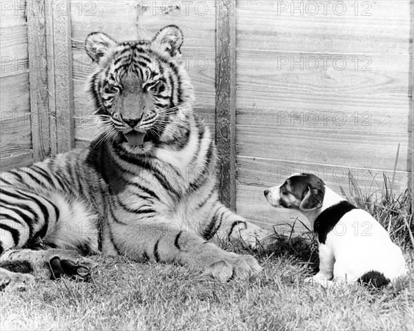 Tiger and small dog