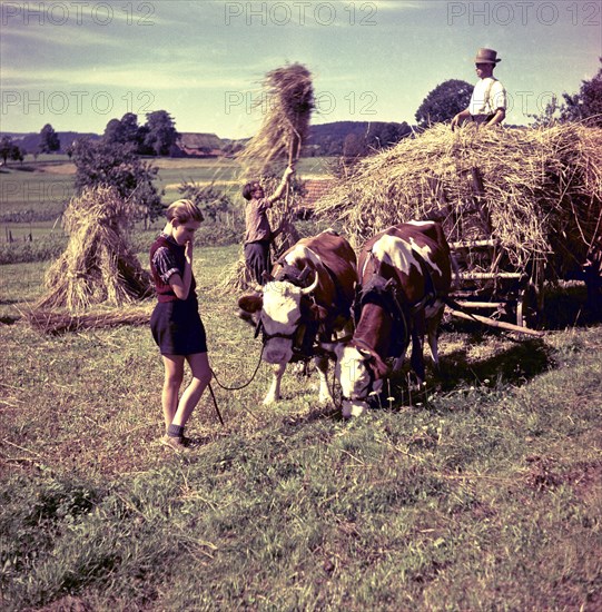 Hay harvest