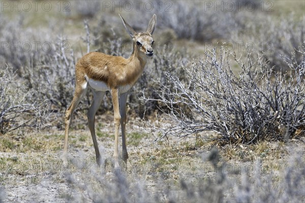 Young springbok (Antidorcas marsupialis) standing on arid grassland