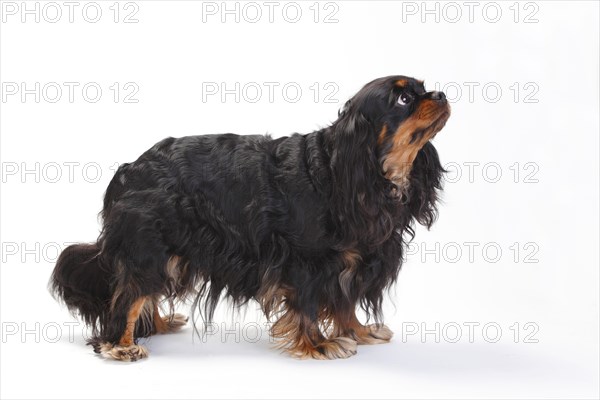 Cavalier King Charles Spaniel