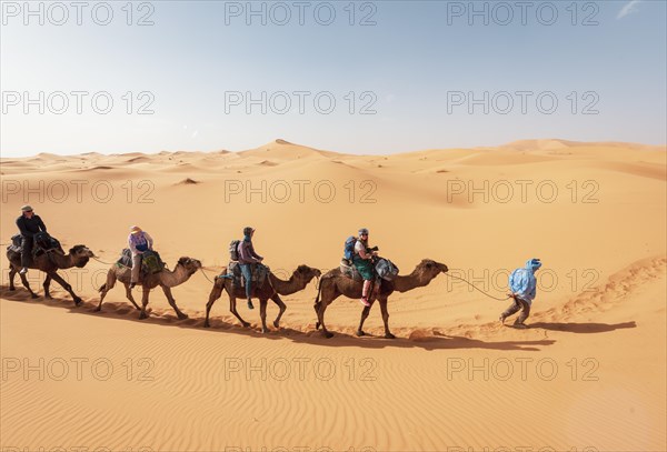 Caravan with dromedaries (Camelus dromedarius)