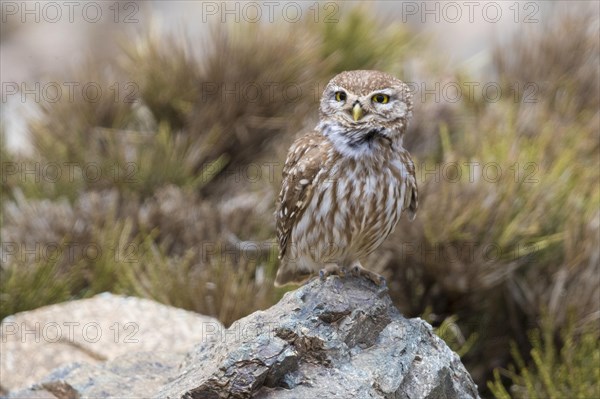 Little Owl (Athene noctua saharae)