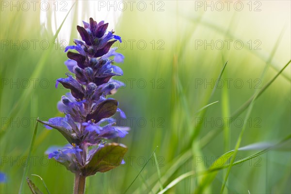 Blue bugle (Ajuga reptans) in a meadow