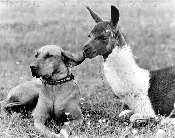 Llama nibbles dog at the ear