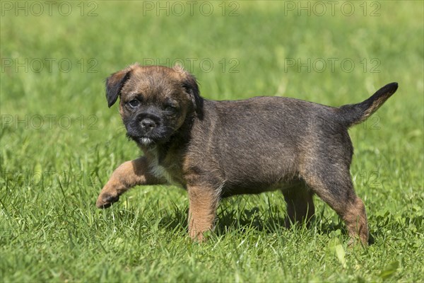 Border Terrier Puppy