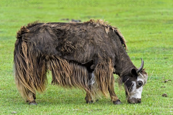 Yak (Bos mutus) on pasture