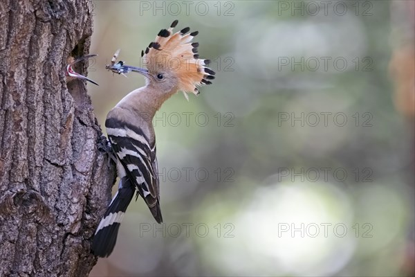 Hoopoe (Upupa epops) with blue-winged wilderness grasshopper as food