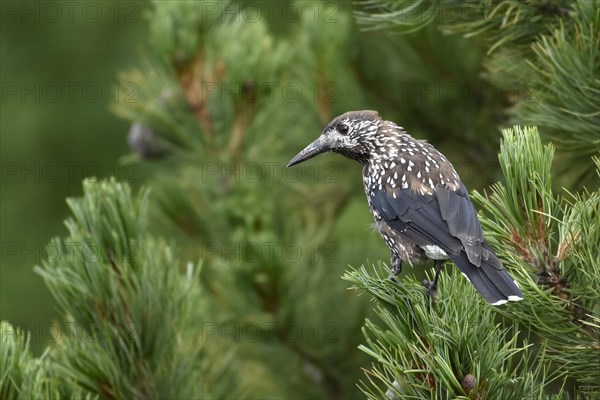 Spotted nutcracker (Nucifraga caryocatactes) sits in tree