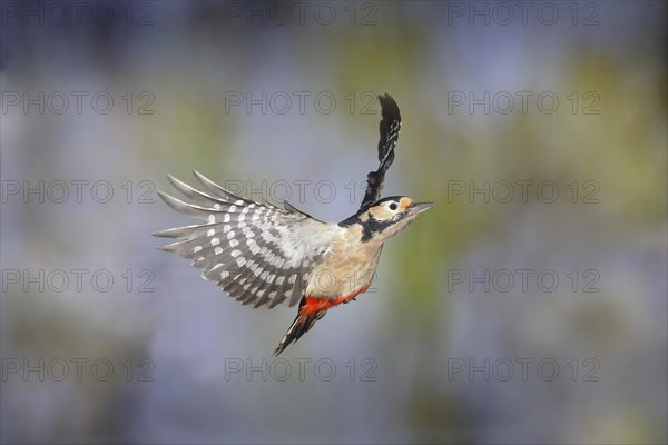 Woodpecker (Dendrocopos) in flight