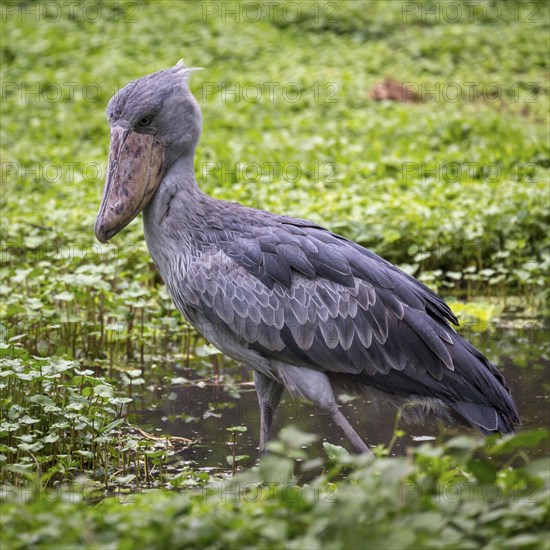 Shoebill (Balaeniceps rex) stands in shallow water