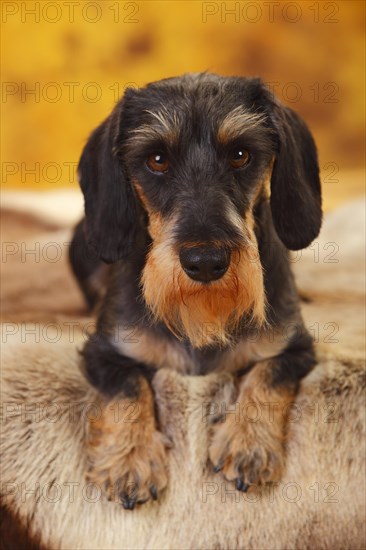 Little Grey-haired Dachshund