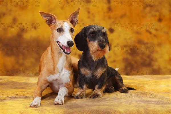 Little Grey-haired Dachshund and Whippet sitting next to each other