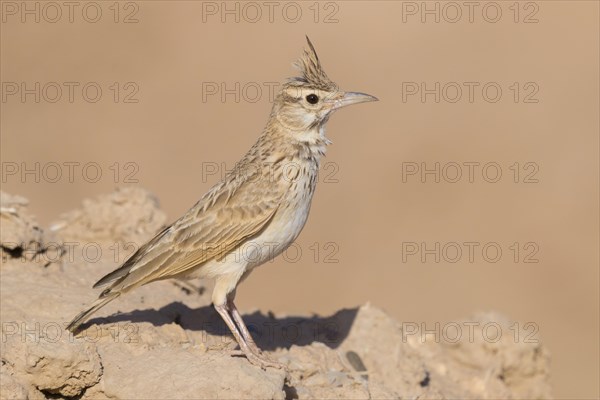 Maghreb Lark (Galerida macrorhyncha randonii)