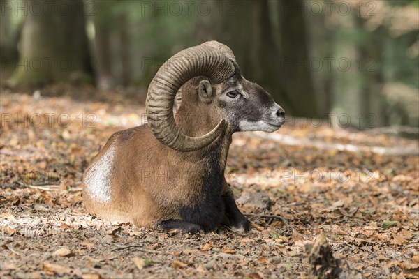 European mouflon (Ovis orientalis musimon)