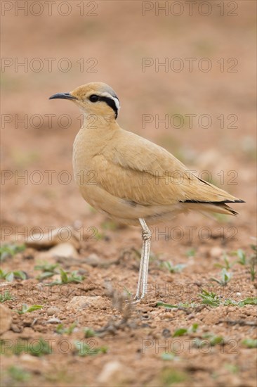 Cream-colored Courser (Cursorius cursor)