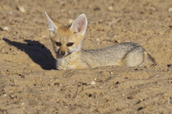 Cape fox (Vulpes chama)