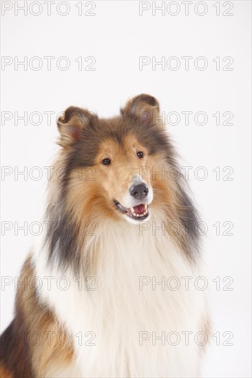 Longhair collie