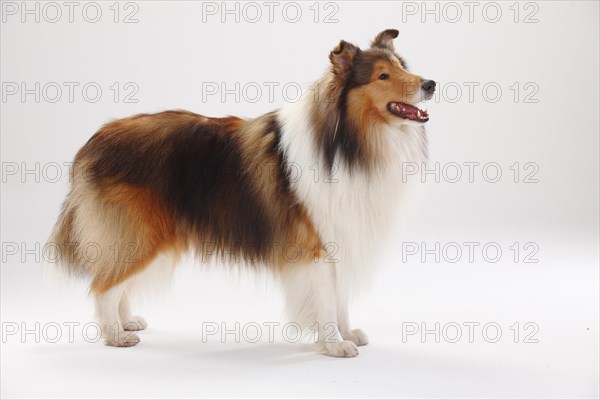 Longhair collie