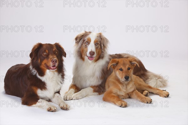 Australian Shepherds