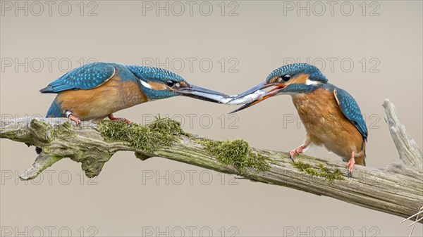 Common kingfisher (Alcedo atthis)