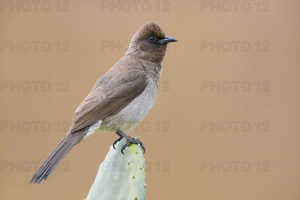 Common bulbul (Pycnonotus barbatus)