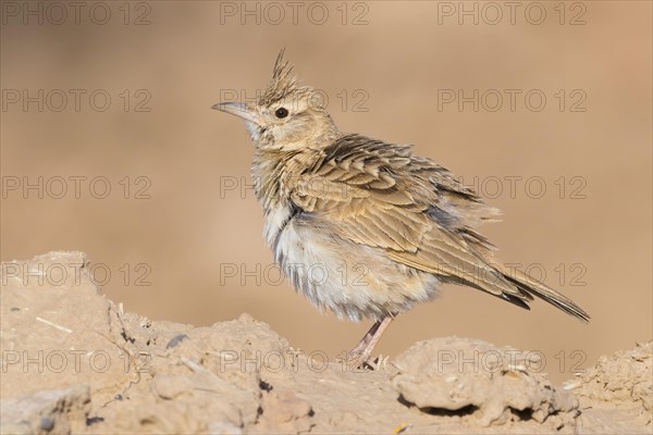 Maghreb Lark (Galerida macrorhyncha randonii)