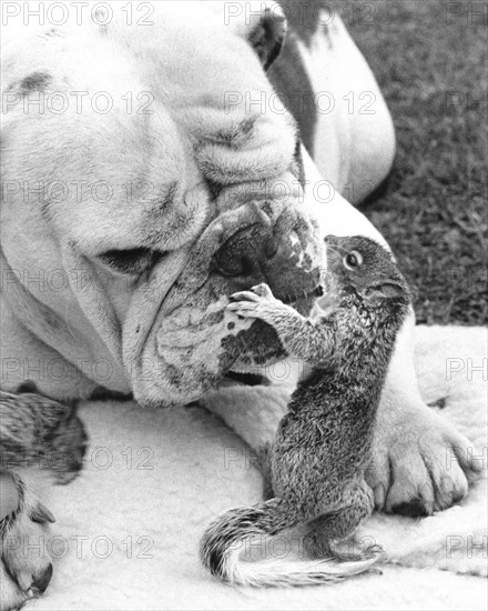 Bulldog plays with squirrel