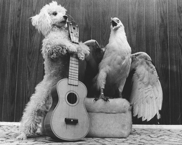 Poodle and eagle playing guitar