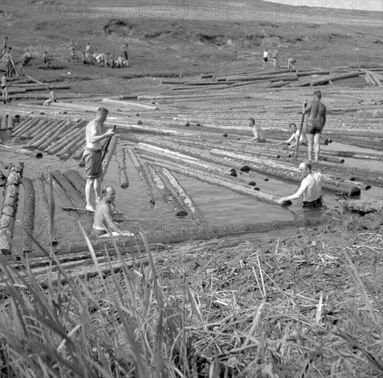 Original caption: ca. 1940 logwood in Bober