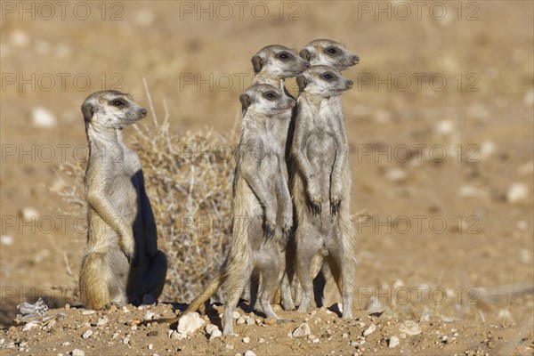 Meerkats (Suricata suricatta)