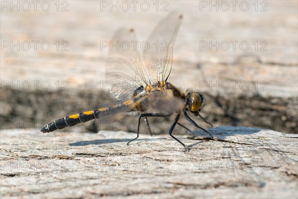 Ruby Whiteface (Leucorrhinia rubicunda)