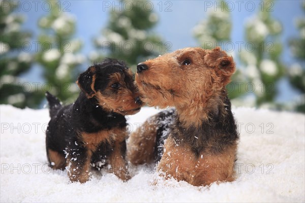 8 weeks old Welsh Terrier