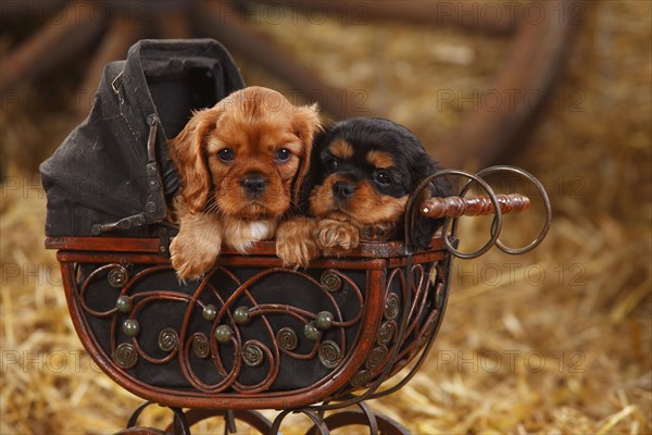 Cavalier King Charles Spaniel