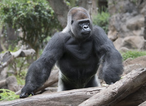 Silverback