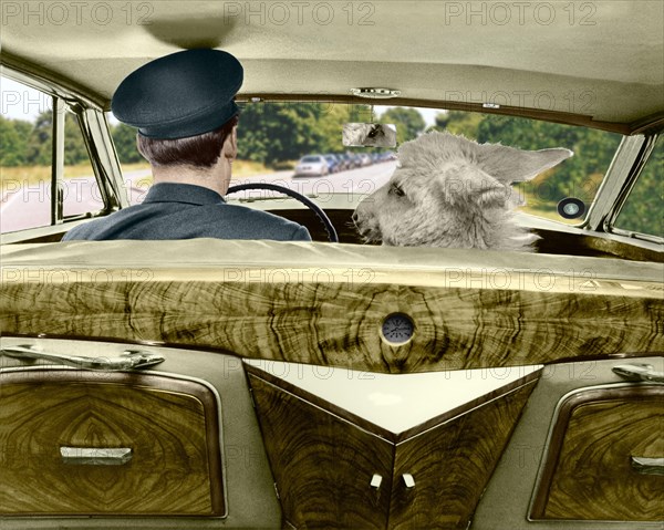 Donkey in the passenger seat