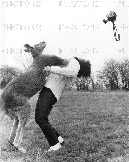 Kangaroo hitting a photographer