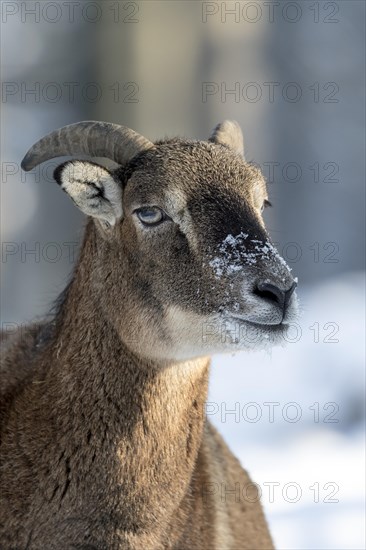 European mouflon (Ovis orientalis musimon)