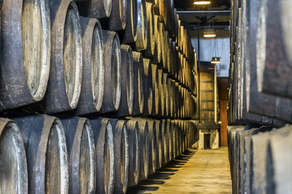 Plenty of port wine barrels in a wine cellar in Vila Nova de Gaia
