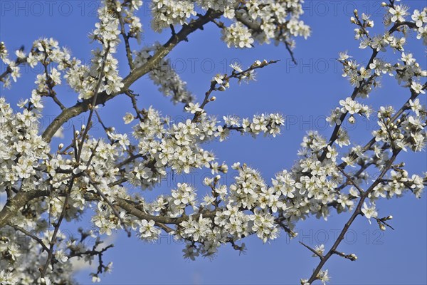 White blossoms