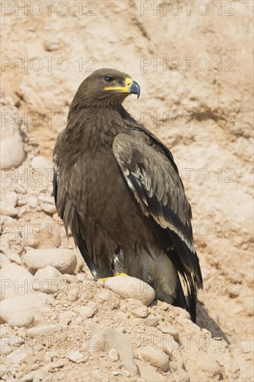 Steppe Eagle (Aquila nipalensis orientalis)