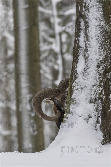 European mouflon (Ovis orientalis musimon)