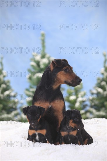 German hunting terrier